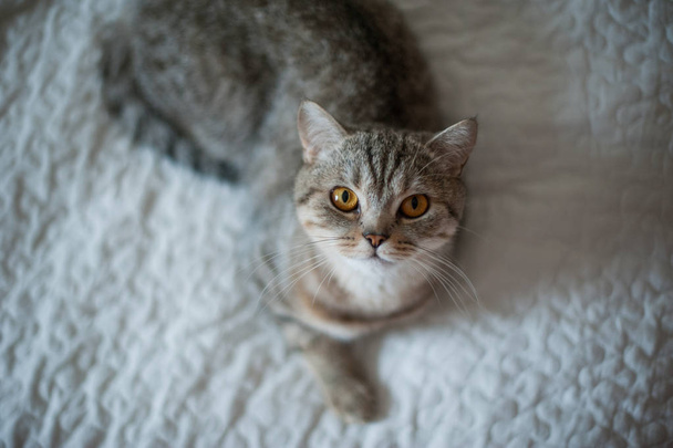 Британська короткошерста кішка з жовтими очима, лежачи на ліжку - Фото, зображення