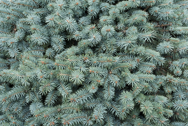 blauw-groene takken van een bont-boom als achtergrond - Foto, afbeelding