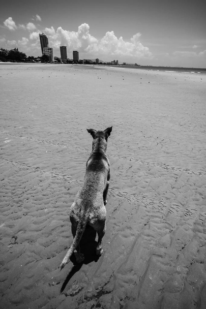 Köpek sahilde Hua Hin - Prachuap Khiri Khan, Tayland - Fotoğraf, Görsel