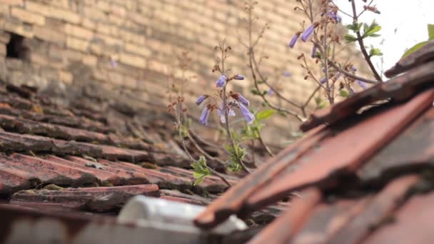 een plant met violette bloemen groeit uit het dak van een oud huis - Video