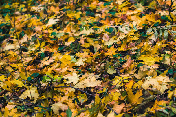Podzim na pozadí. Suché listí na zemi s rozmazané pozadí. - Fotografie, Obrázek