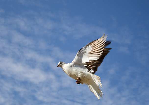 Dove - Фото, изображение