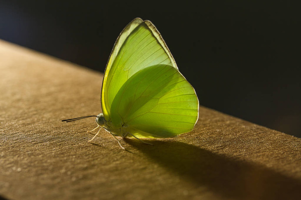 Gele vlinder op hout en zonlicht - Foto, afbeelding