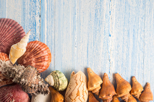 shell on wood texture background, colorful background - Photo, Image
