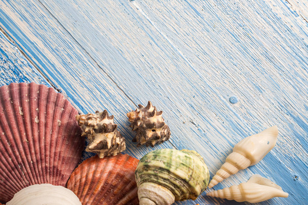 shell on wood texture background, colorful background - Fotografie, Obrázek