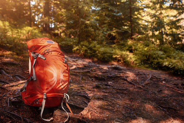 tourist backpack at the summer forest - Foto, imagen