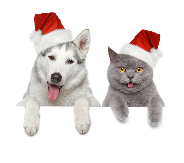 Dog and cat in Santa red hats - Foto, afbeelding