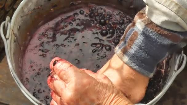 Öreg a kezével, prések a kék szőlő bor. - Felvétel, videó