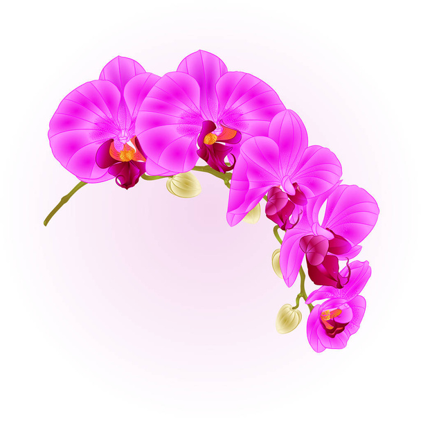 Красивые Phalaenopsis орхидеи фиолетовый стебель с цветами и бутонами крупным планом винтажные изолированные векторные правки иллюстрации
 - Вектор,изображение