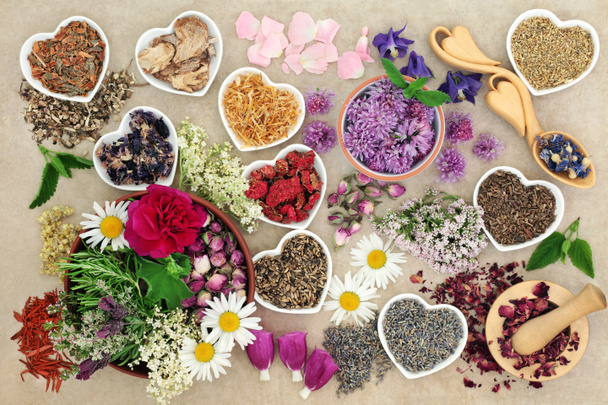Medicinal Herbs and Flowers - Photo, Image