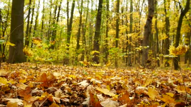 Herbstwald mit gelben Blättern. Schwenken. - Filmmaterial, Video