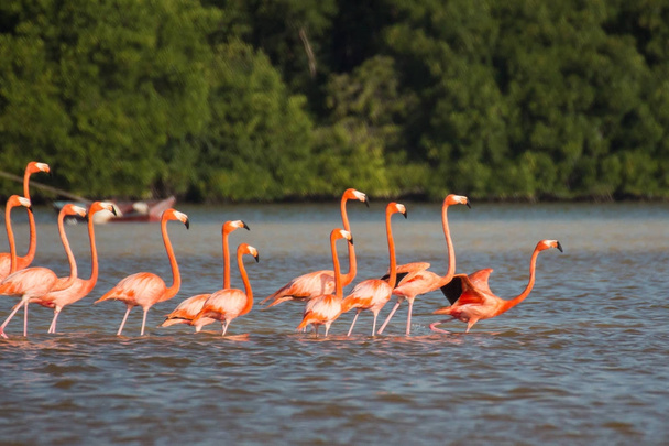 A flock of pink flamingos in the water. - Photo, Image
