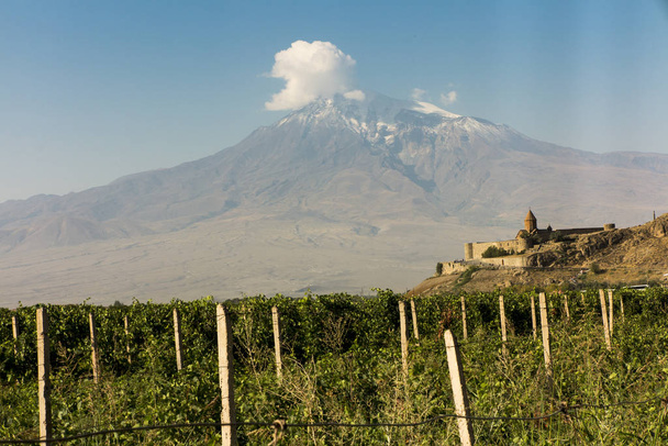 Виноградное поле в Араратской долине. Вид на Хор Вирап и гору Арара
 - Фото, изображение
