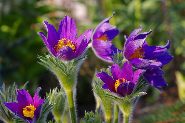 春のために、紫オキナグサの花 - 写真・画像