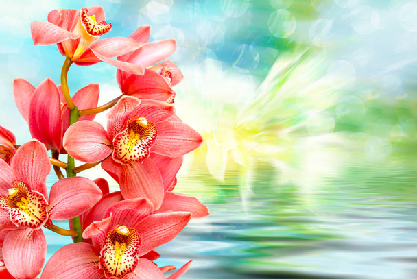 orchideebloem close-up - Foto, afbeelding