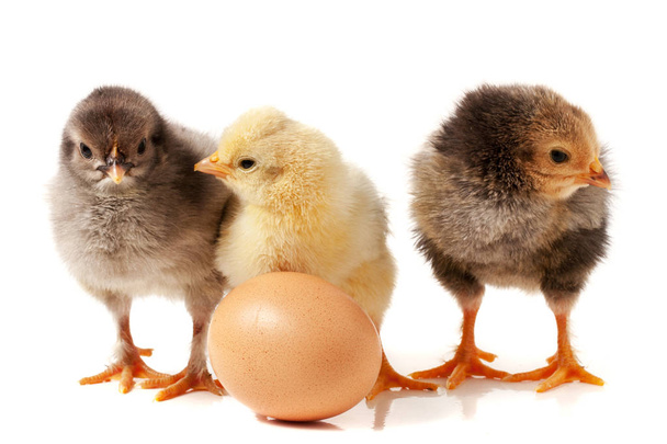 trzy słodkie małe kurczaka z jajkiem na białym tle - Zdjęcie, obraz