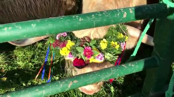 Τελετουργική κάθοδος του βοοειδή που προέρχονται από τους ορεινούς βοσκότοπους στις Σουαβικές Άλπεις - Πλάνα, βίντεο