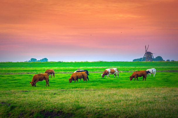 Група корів на траві луку з голландські млина в сільській місцевості Нідерланди. - Фото, зображення