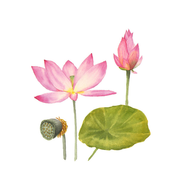 Botanical watercolor illustration of water lilies on white background - Foto, Imagen