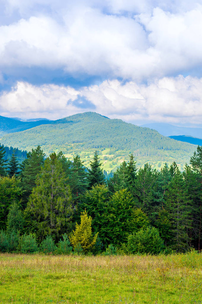 Φωτογραφία από το καταπράσινο δάσος και κοιλάδα στα Καρπάθια Όρη - Φωτογραφία, εικόνα