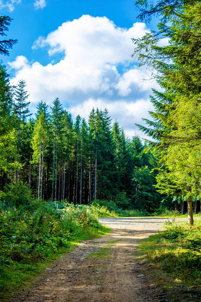 Photo of dirt road in forest in Carpathian mountains - Foto, afbeelding