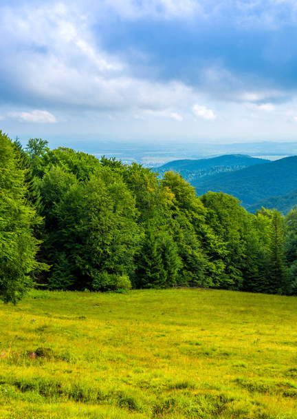 Photo of green forest and valley in Carpathian mountains - Fotografie, Obrázek