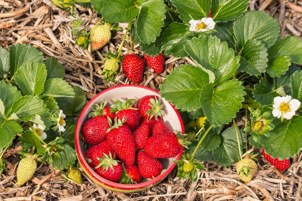 Erdbeerpflanzen mit reifen Erdbeeren wachsen im Bio-Garten - Foto, Bild