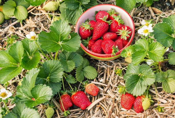 fresas maduras e inmaduras en la planta de fresas con un tazón de bayas recogidas
 - Foto, imagen
