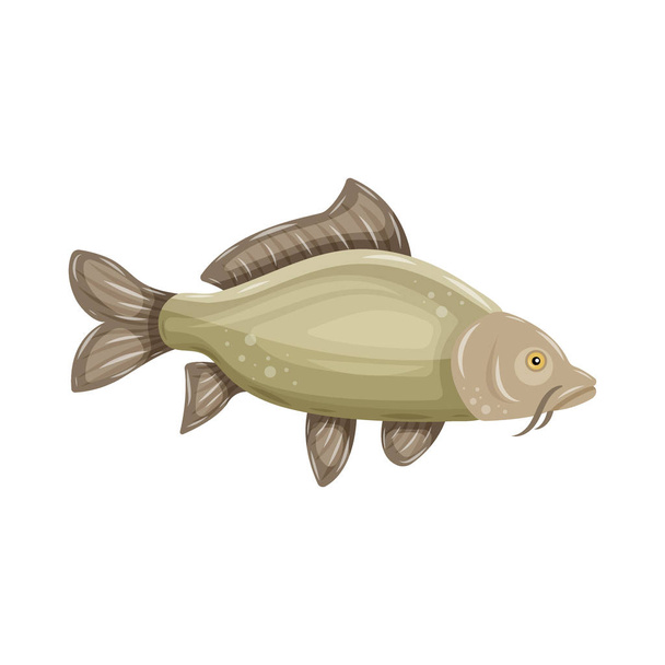 Common Carp isolated on white background. Fresh raw fish - vector illustration. Design element for emblem, logo, label, sign, brand mark - Διάνυσμα, εικόνα