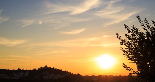 Оливковая ветка на фоне заката. Афины, Греция
. - Фото, изображение