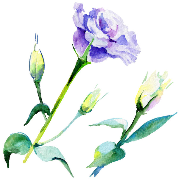 Wildflower eustoma flower in a watercolor style isolated. - Photo, Image