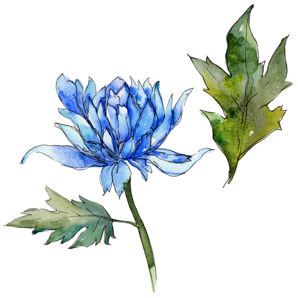 分離された水彩画のワイルドフラワーの菊の花. - 写真・画像