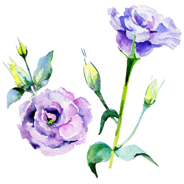Wildflower eustoma flower in a watercolor style isolated. - Photo, Image