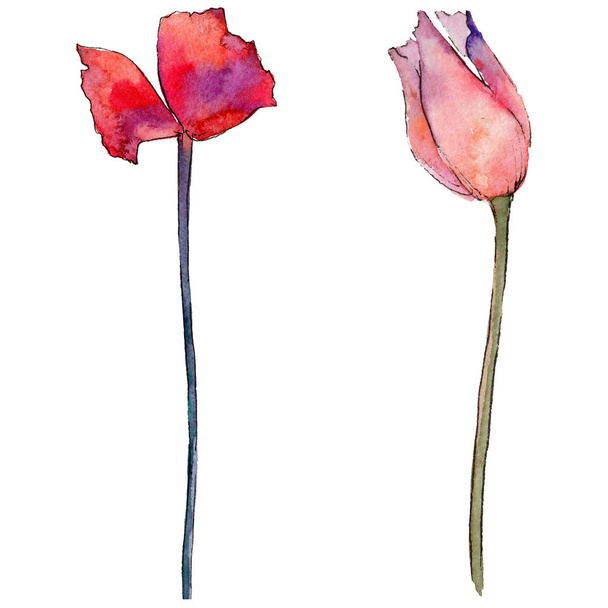 Wildflower tulip flower in a watercolor style isolated. - Foto, Imagem