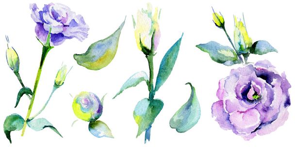 分離された水彩画のワイルドフラワー トルコギキョウの花. - 写真・画像