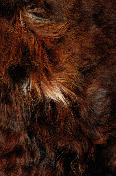 brown fur texture background - Photo, Image