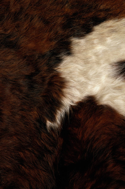cow fur texture background - Photo, Image