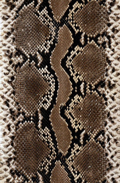 kígyó bőr textúra háttér - Fotó, kép