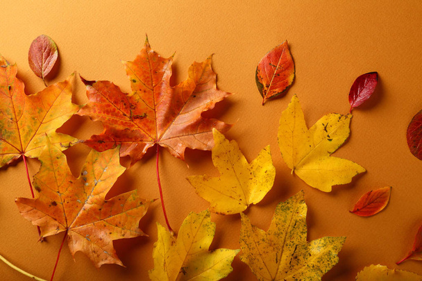 Autumn fall leaves composition - Foto, Imagen