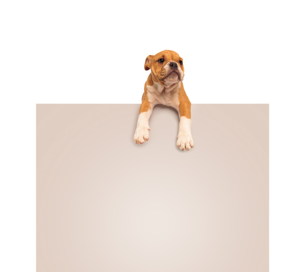 adorable english bulldog puppy  laying down on a blank board - Фото, зображення