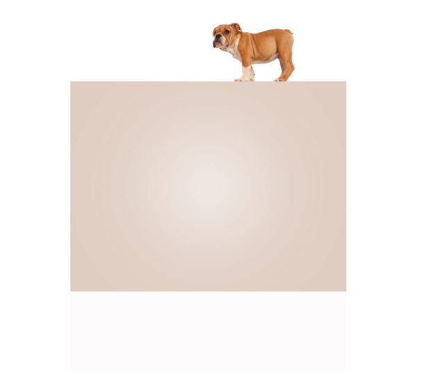 inglese bulldog cucciolo in piedi sulla cima di grande cartellone bianco
  - Foto, immagini