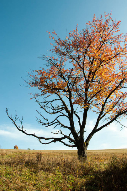秋の色で孤独な木 - 写真・画像