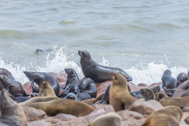 KOLONIE fok w Cape Cross, na Atlantyku wybrzeże Namibia, Afryka. Zobacz na linii brzegowej i szorstki ocean macha. - Zdjęcie, obraz