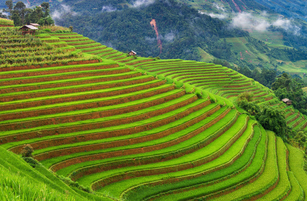 Hermosa escena de arrozales y terraza a la luz del día
  - Foto, imagen