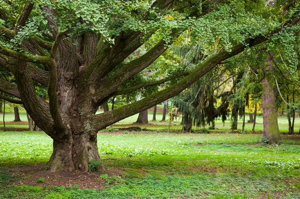 Enorme tronco de un viejo árbol de Ginkgo
 - Foto, imagen