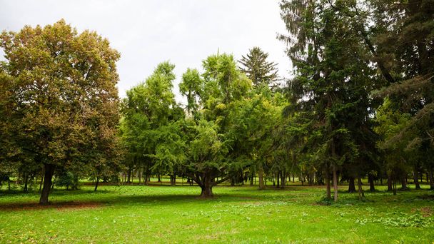 Természetes fa park - Fotó, kép