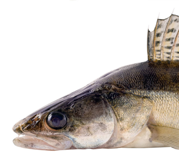 Snoekbaars vissen schubben en Fin - Foto, afbeelding