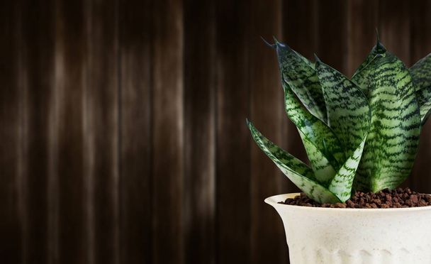 Vrouwentongen waterdoosschildpad of slang plant in pot op houten achtergrond - Foto, afbeelding