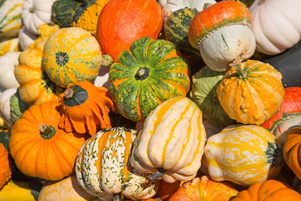 Colorful pumpkins collection  - Fotoğraf, Görsel