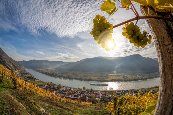 Paisaje del valle de Wachau, pueblo de Spitz con el río Danubio en Austria
. - Foto, Imagen